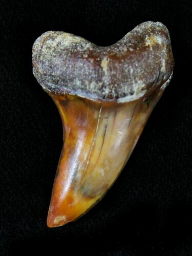 Mako Shark Tooth Fossil - Sharktooth Hill, CA #23570